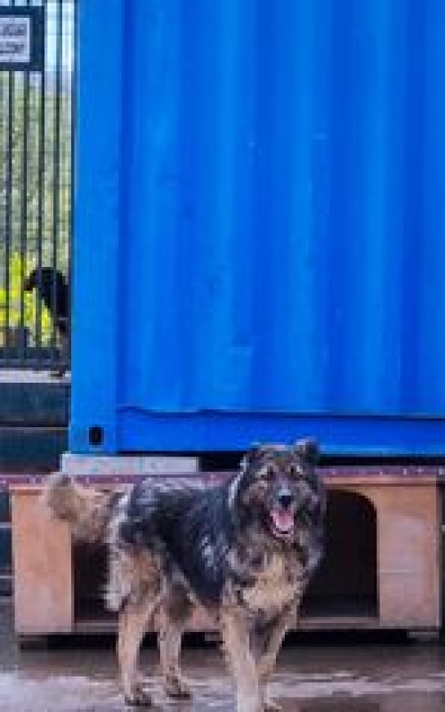 ქართული ნაგაზი გადმოყვანილია მუნიციპალური თავშესაფრიდან