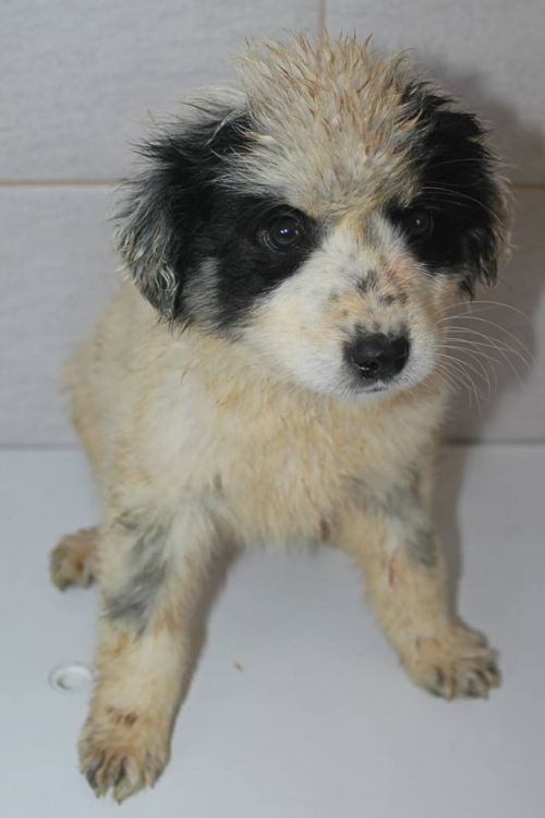 მეტისი უსახელო