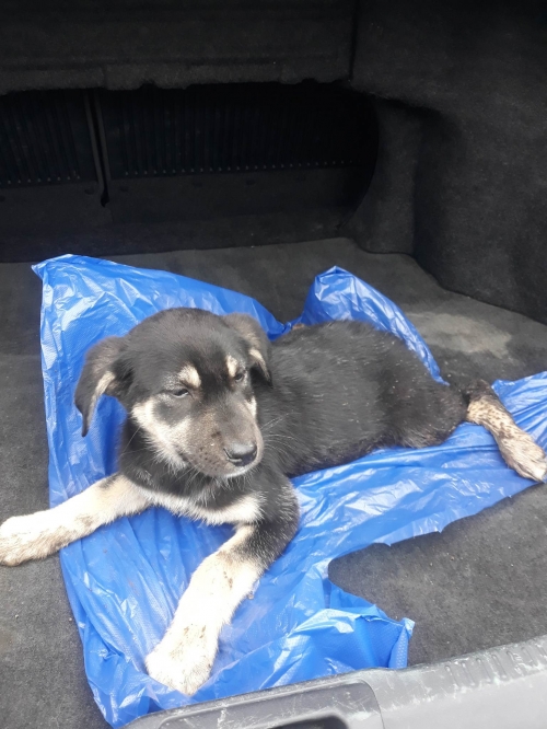 მეტისი ზედა სამგორი