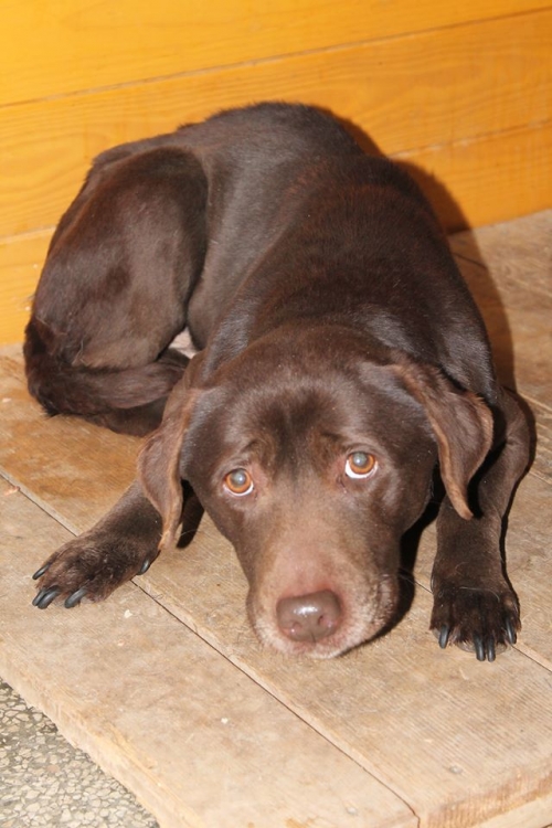 ლაბრადორი დოგსი