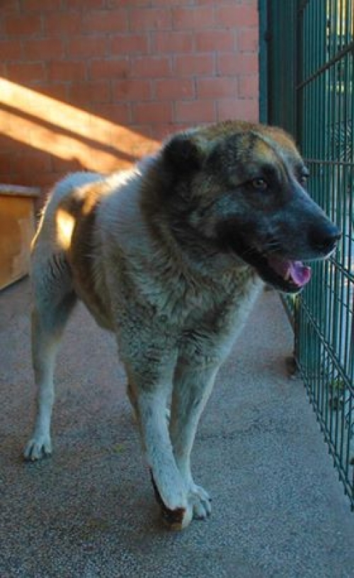 ქართული ქოფაკი უსახელო