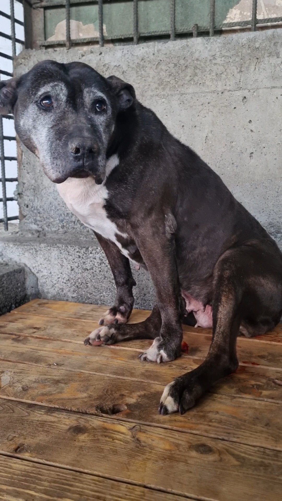 პიტბული. ლედი