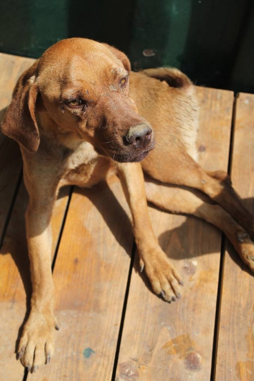 მეტისი უსახელო