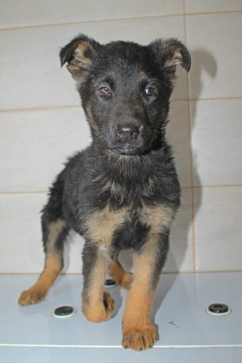 გერმანული ნაგაზი თათული