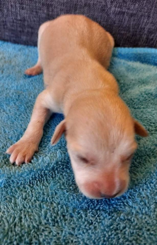 მეტისი ნახალოვკა