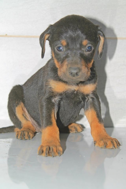 როტვეილერის მეტისი უსახელო