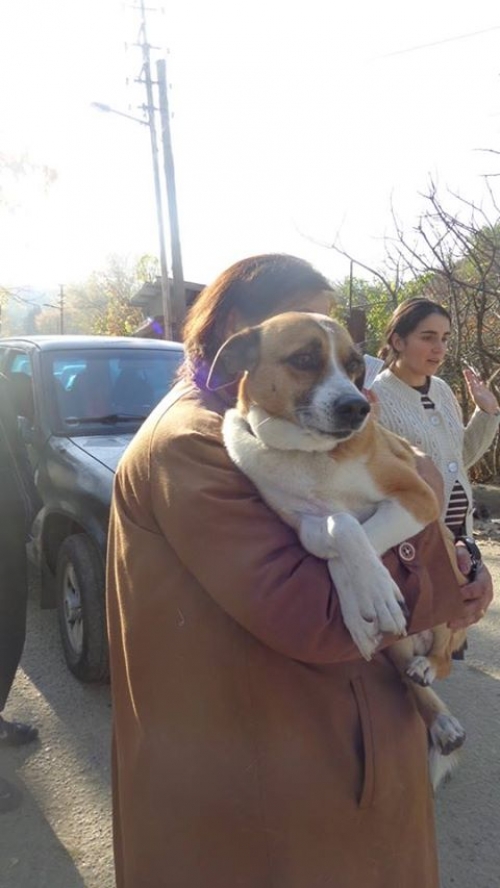 მეტისი კუსა