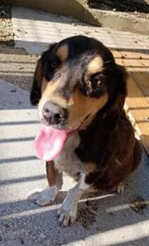 მეტისი ლილოს ბაზრობა