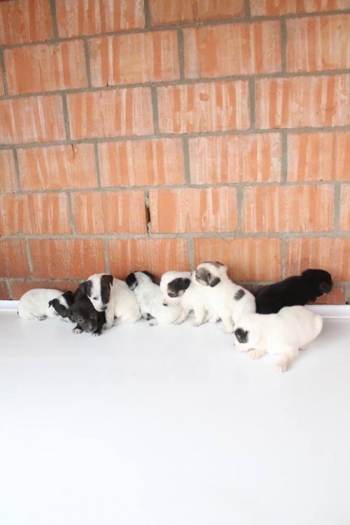 მეტისის ლეკვები უსახელო