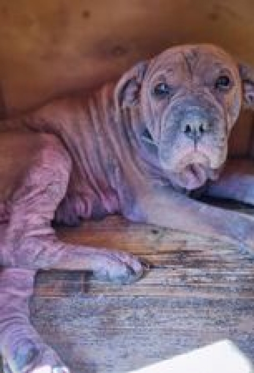 შარპეი ბობი