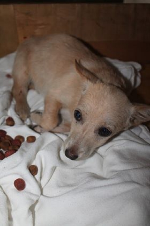 მეტისი უსახელო