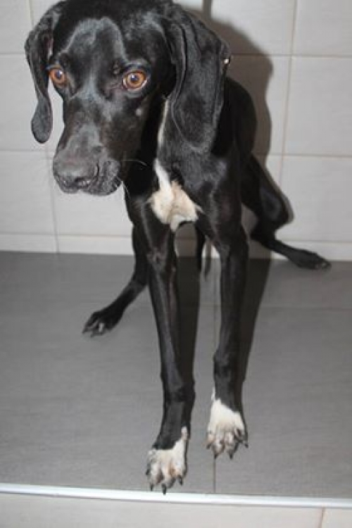 პოინტერი უსახელო