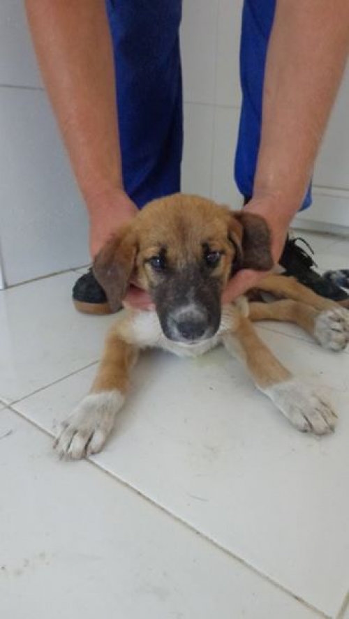 მეტისი უსახელო