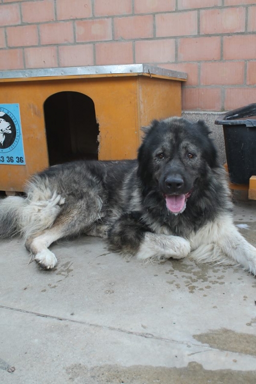 ქართული ნაგაზი სიმბა