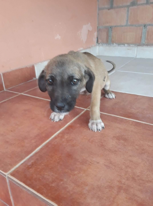 მეტისი უსახელო