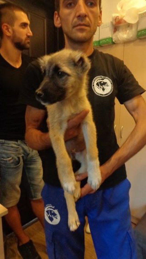 ქართული ქოფაკი უასხელო