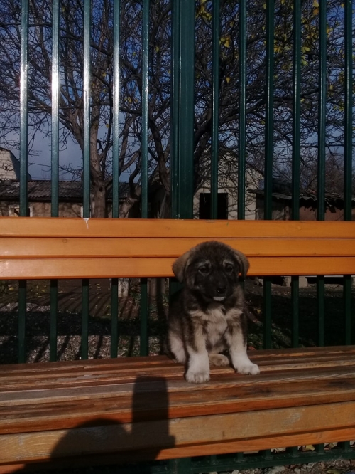 ქართული ქოფაკი უსახელო