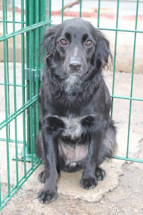 კოკერსპანელის მეტისი უსახელო