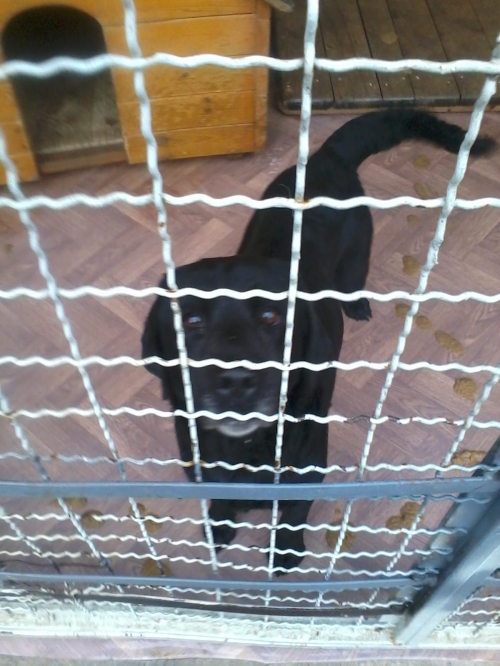 ლაბრადორი ჩორნა