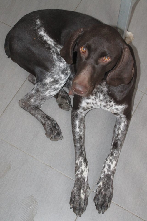 კურცხაარი ლედი