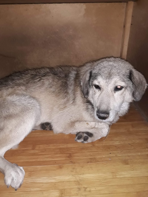 მეტისი უსახელო