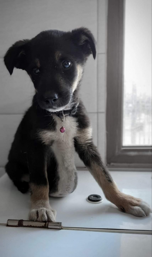 მეტისი ქ.რუსთავი. ჩაკი