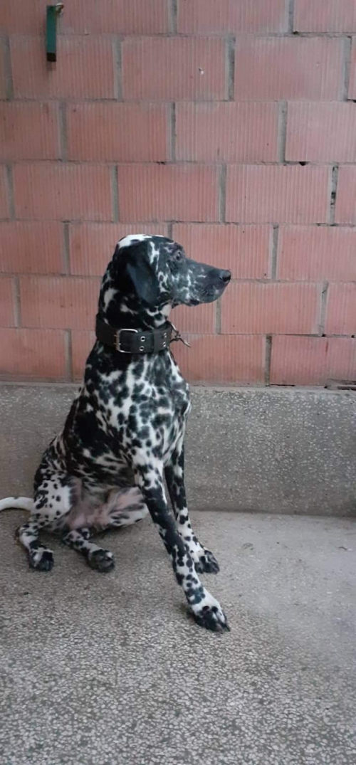 დალმატინი უსახელო