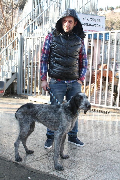 დრათხარი ტერი