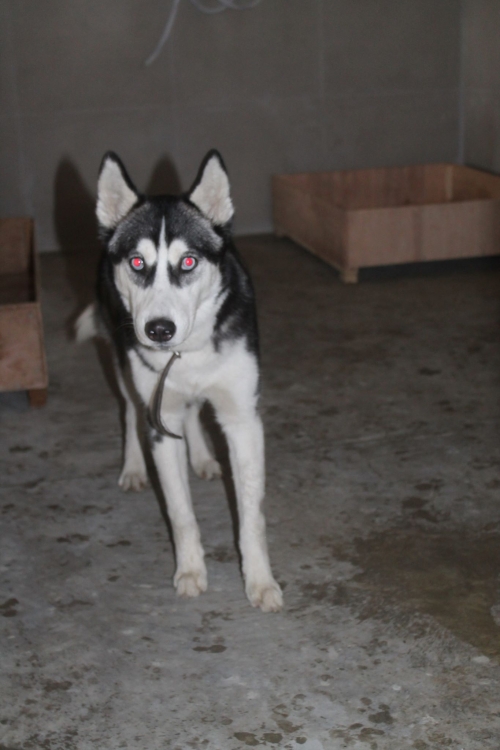 ციმბირული ხასკი რიოლა