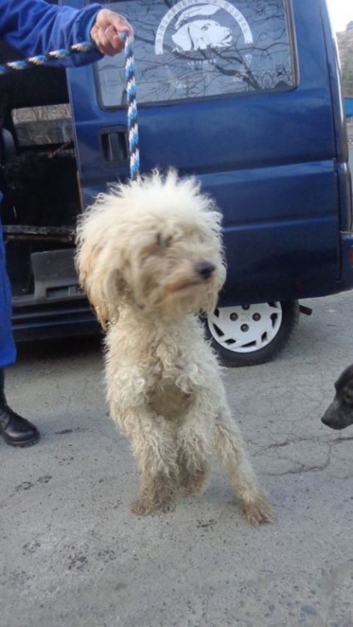 პუდელი უსახელო