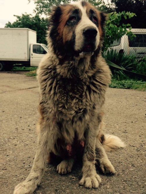 აზიური ნაგაზის და ქართული ნაგაზის ნაჯვარი ბომბორა