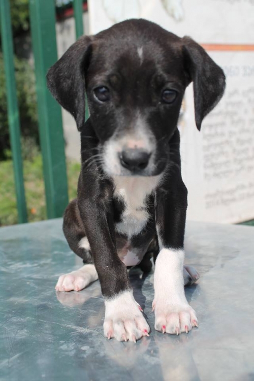 პოინტერის მეტისი უსახელო