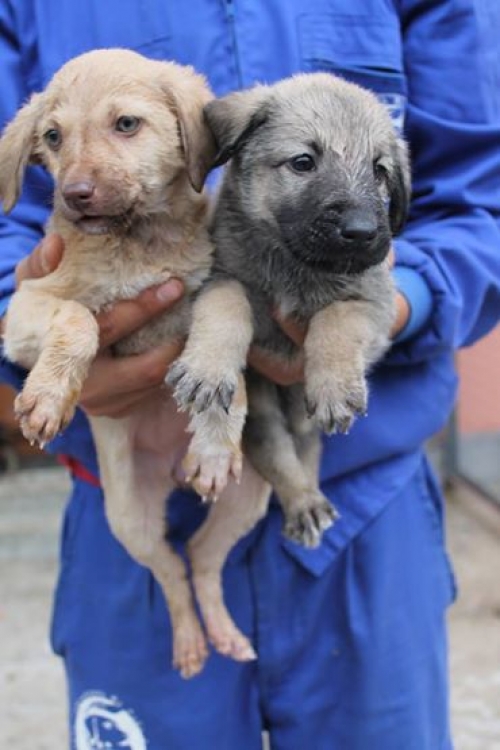 მეტისის ლეკვები უსახელოები