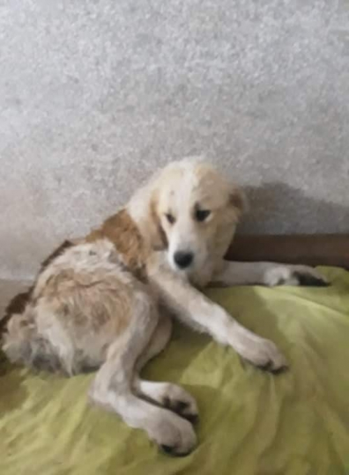 მეტისი ქ.ქუთაისი