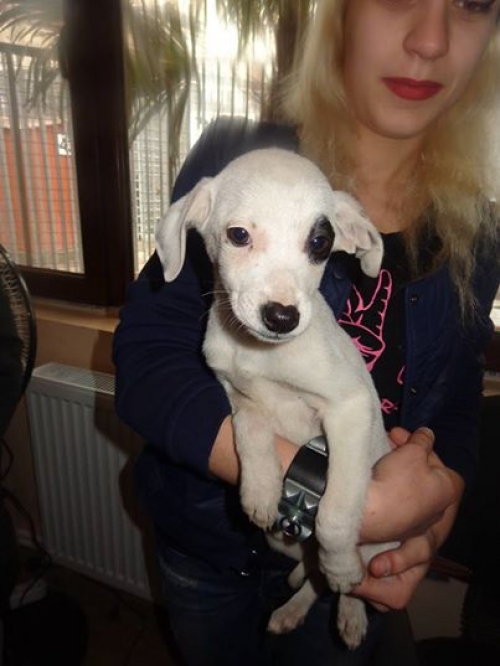 ლაბრადორის მეტისი უსახელო