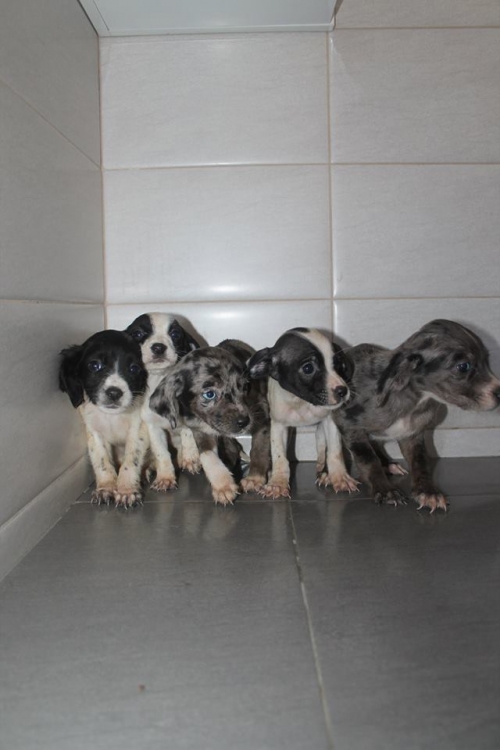 მეტისის ლეკვები უსახელო