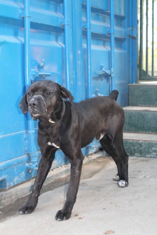 კანე კორსო უსახელო