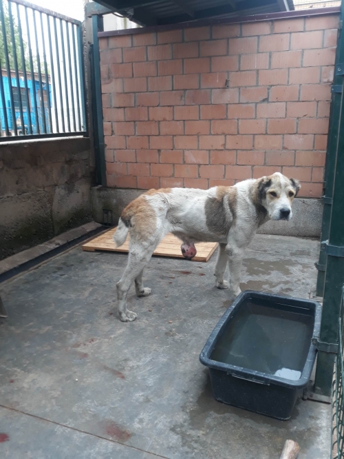 ქართული ნაგაზი ფშავი