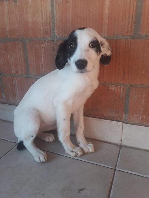 მეტისი უსახელო