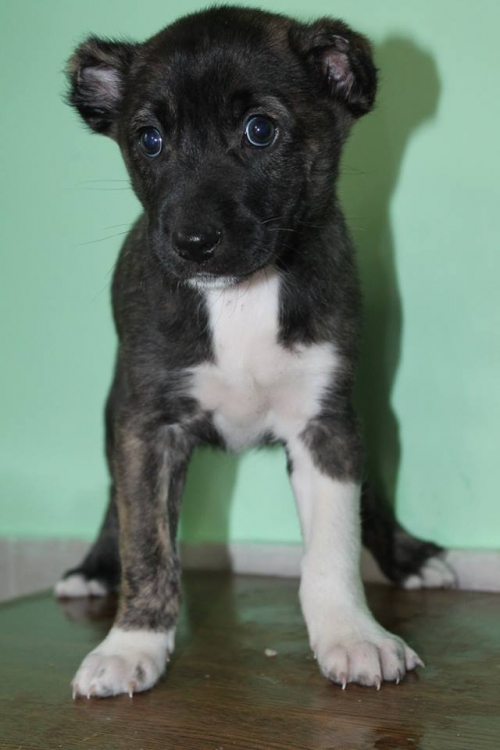 ქართული ქოფაკი დეზი