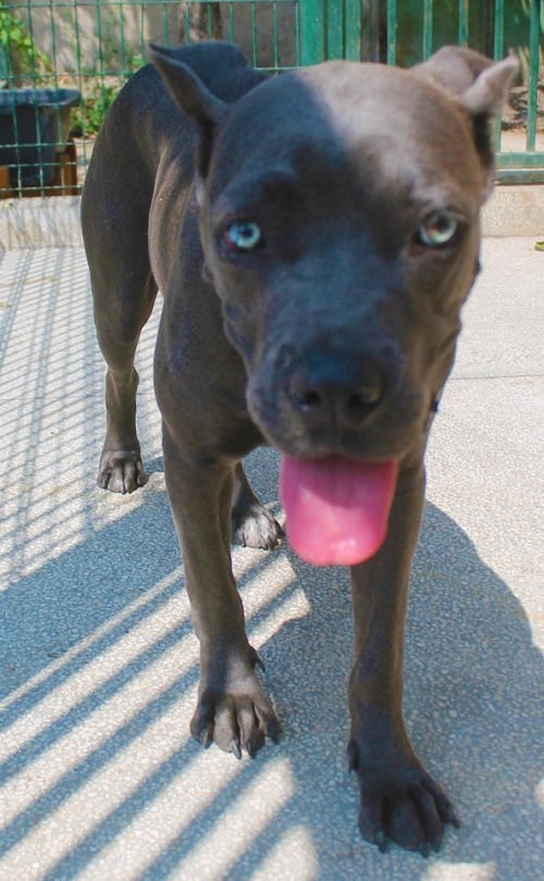 კანე კორსო უსახელო