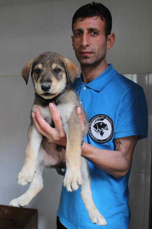 მეტისი უსახელო