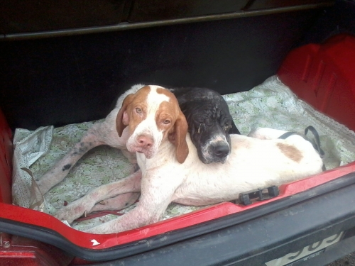 პოინტერი ლიზი და ლინდა