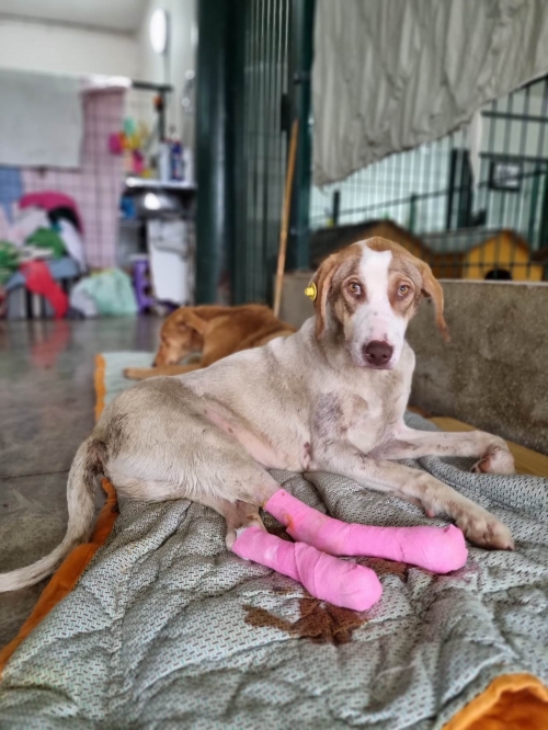 მეტისი თელავი