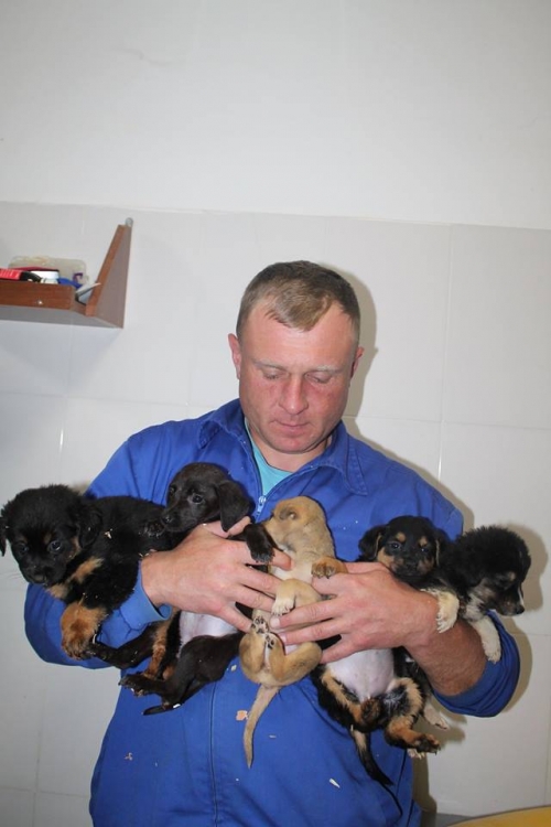 როტვეილერის და ლაბრადორის მეტისი უსახელო