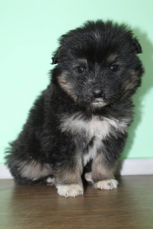 ბალონკა უსახელო