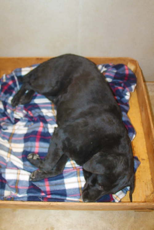 ლაბრადორი უსახელო