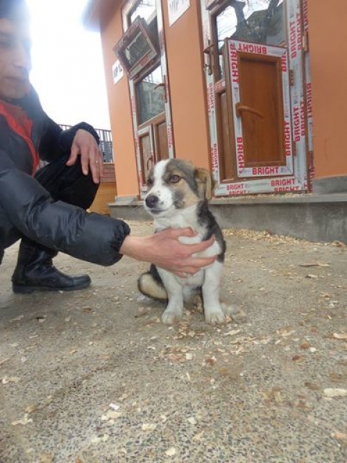 მეტისი უსახელო