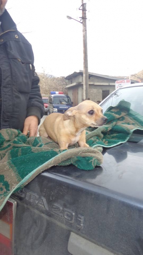 ჩიხუა ხუა ლენა