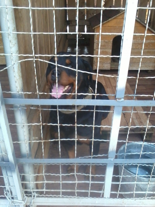 როტვეილერი სიმბა